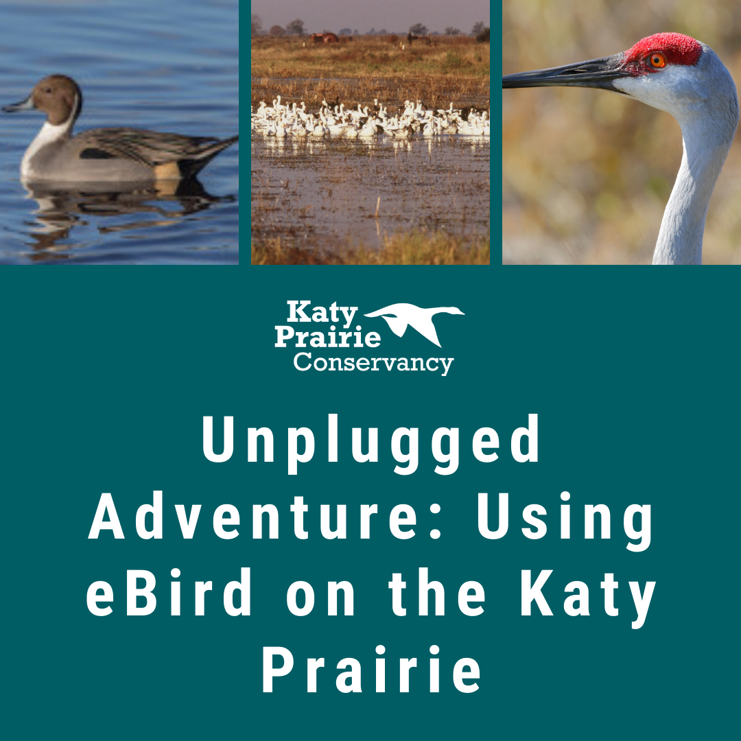 Using eBird on the Katy Prairie
