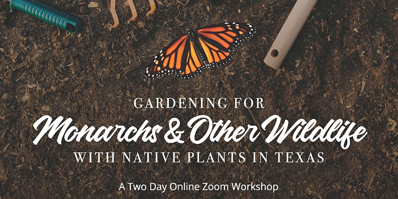 gardening for monarchs & other wildlife with native plants in Texas a two day online zoom workshop