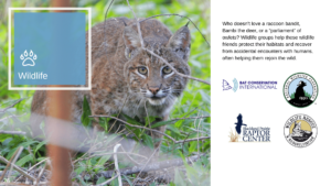 earthshare of texas 2021 impact report wildlife