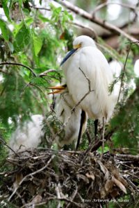 texas egret conservation