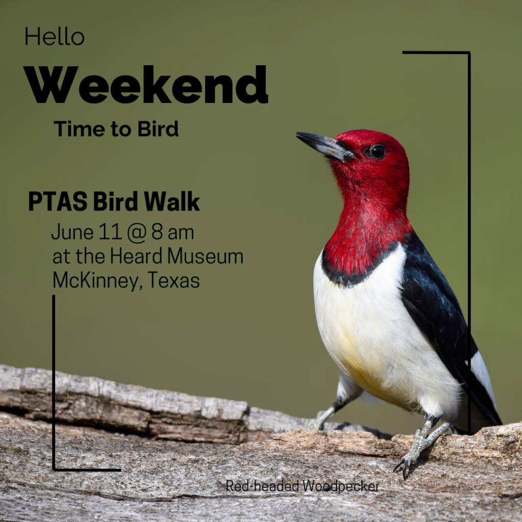 Saturday Morning Bird Walk at the Heard Natural Science Museum and Sanctuary EarthShare Texas