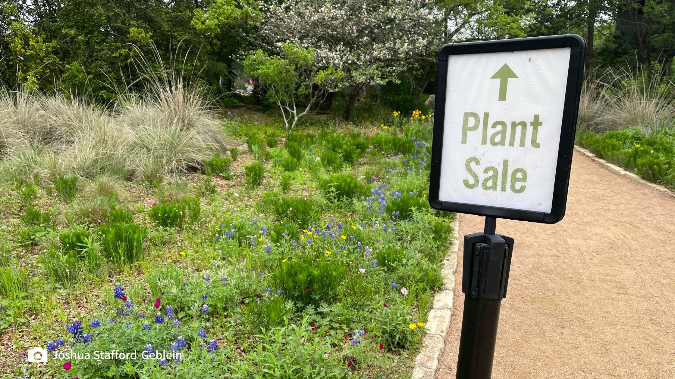 Spring Native Plant Sale: Buy Local, Plant Smart