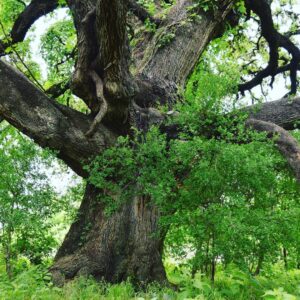 Ecology Action Heritage Oak
