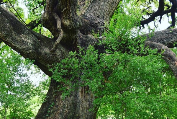 Ecology Action Heritage Oak