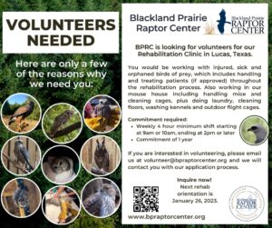 Blackland Prairie Raptor Center Rehabilitation Volunteers Needed Raptor Center Allen Texas