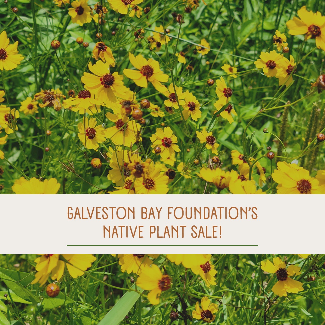 Galveston Bay Foundation Native Plant Sale April 15 Walter Hall Park