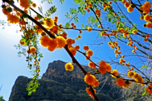 mountains of big bend national park and orange flowers in front of the sun