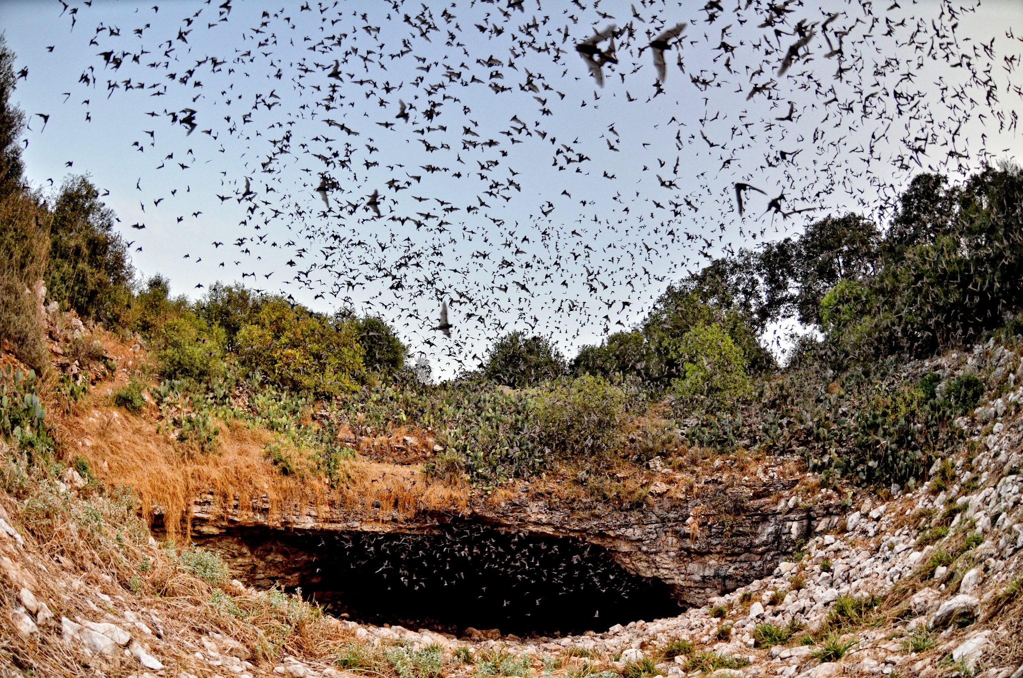 Protecting Wildlife in Texas: Leading Nonprofits Making an Impact