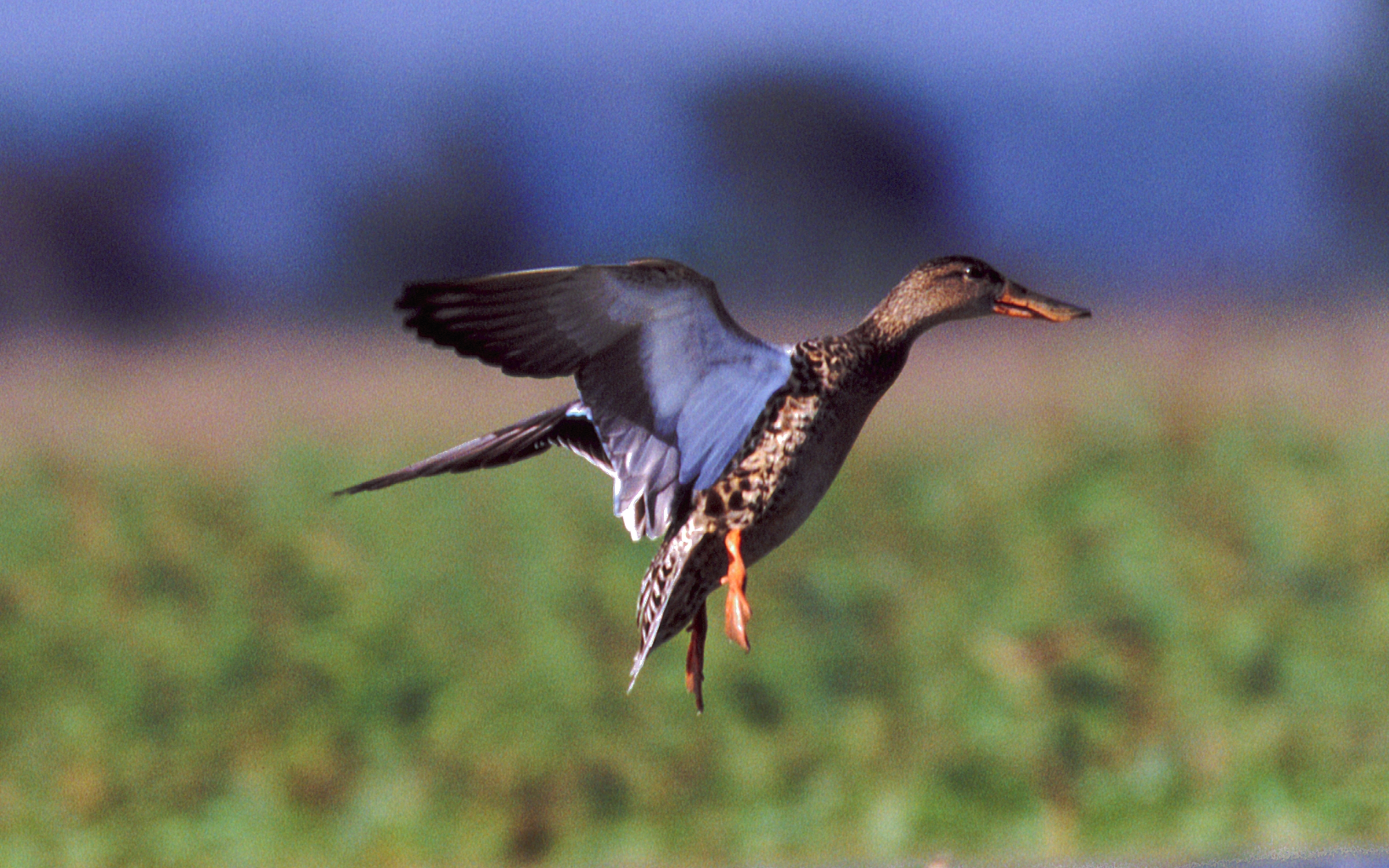 A Win for the Green Workforce: H-E-B and EarthShare Texas Renew Partnership