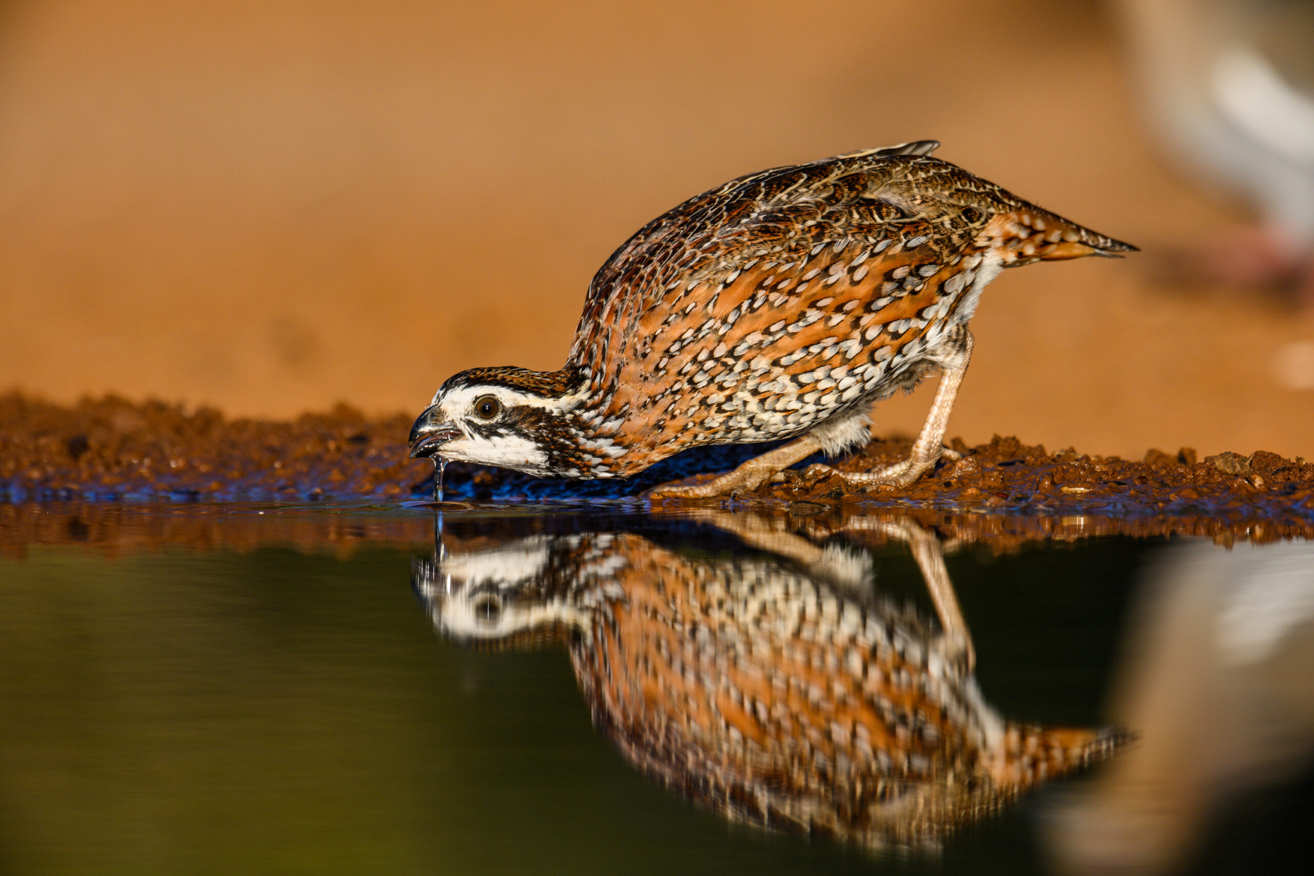 EarthShare Texas Opens Board Applications for New Term